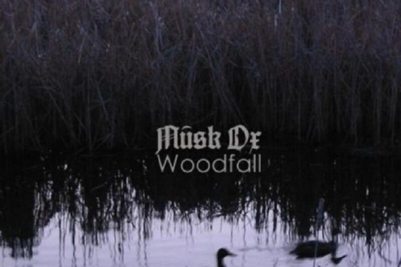 Musk Ox – Woodfall